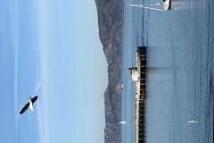 13 Terrence Narinesingh Photography at Fishermans Wharf Pier San Francisco California